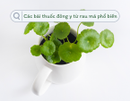Các bài thuốc đông y từ rau má phổ biến Các bài thuốc đông y từ rau má phổ biến