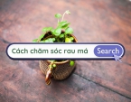 Cách chăm sóc rau má khi trồng tại nhà Cách chăm sóc rau má khi trồng tại nhà