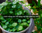 Cách trồng rau má bằng hạt đơn giản tại nhà Cách trồng rau má bằng hạt đơn giản tại nhà