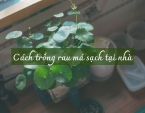 Cách trồng rau má sạch đơn giản tại nhà Cách trồng rau má sạch đơn giản tại nhà