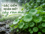 Đặc điểm nhận biết cây rau má chính xác từ thân, lá đến môi trường sống