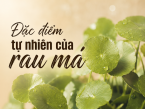 Đặc điểm tự nhiên của rau má là gì? Tìm hiểu từ A-Z về loại thảo dược dân dã