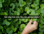 Giải đáp thắc mắc: Rau má giá bao nhiêu? Giải đáp thắc mắc: Rau má giá bao nhiêu?