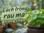 Hướng dẫn cách trồng rau má trong chậu giúp bạn chủ động nguồn rau sạch