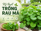 Kỹ thuật trồng rau má xanh tốt, năng suất cao quanh năm