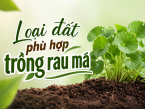 Loại đất phù hợp trồng rau má: Bí quyết giúp cây phát triển khỏe, năng suất cao