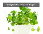 Những hiểu biết về rau má đồng tiền Những hiểu biết về rau má đồng tiền