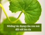 Những tác dụng của rau má đối với làn da Những tác dụng của rau má đối với làn da