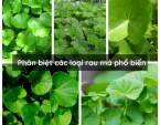 Phân biệt các loại rau má phổ biến Phân biệt các loại rau má phổ biến
