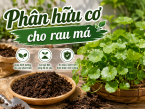 Phân hữu cơ cho rau má: Cách lựa chọn và sử dụng giúp cây phát triển xanh tốt