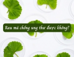 Rau má chống ung thư được không? Rau má chống ung thư được không?