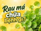 Rau má chữa bệnh gì? Công dụng, bài thuốc và cách dùng hiệu quả trong dân gian