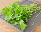 Rau má có tác dụng gì? Rau má có tác dụng gì?
