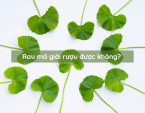 Rau má giải rượu được không? Cách giải rượu bằng rau má Rau má giải rượu được không? Cách giải rượu bằng rau má