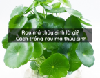 Rau má thủy sinh là gì? Cách trồng rau má thủy sinh Rau má thủy sinh là gì? Cách trồng rau má thủy sinh
