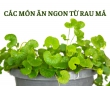Bỏ túi ngay các món ăn từ rau má Bỏ túi ngay các món ăn từ rau má
