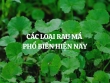Các loại rau má phổ biến hiện nay: Cách phân biệt và công dụng từng loại