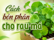 Cách bón phân cho rau má đúng kỹ thuật giúp cây xanh tốt