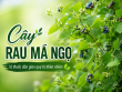 Cây rau má ngọ là gì? Đặc điểm, thành phần và công dụng theo y học cổ truyền