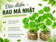 Đặc điểm rau má Nhật: Nhận biết, công dụng và khả năng sinh trưởng đặc biệt
