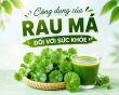 Điểm danh 12 Công dụng của rau má đối với sức khỏe mà bạn nên biết
