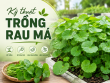Kỹ thuật trồng rau má xanh tốt, năng suất cao quanh năm