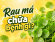 Rau má chữa bệnh gì? Công dụng, bài thuốc và cách dùng hiệu quả trong dân gian