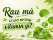 Rau má chứa những vitamin gì? Giải mã giá trị dinh dưỡng của rau má