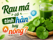 Rau má có tính hàn hay nóng? Những lợi ích sức khỏe của rau má
