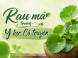 Rau má trong Y học Cổ truyền được nhìn nhận như thế nào?