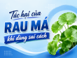 Tác hại của rau má khi dùng sai cách là gì?