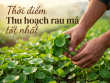Thời điểm thu hoạch rau má tốt nhất là lúc nào? Hướng dẫn chi tiết