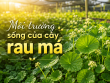 Tìm hiểu môi trường sống của cây rau má: Điều kiện sinh trưởng và giá trị trong tự nhiên
