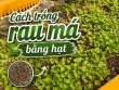 Trồng rau má bằng hạt: Hướng dẫn chi tiết từ A–Z