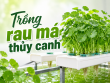 Trồng rau má thủy canh: Hướng dẫn chi tiết từ A-Z cho năng suất cao