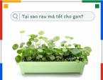 Tại sao rau má tốt cho gan? Tại sao rau má tốt cho gan?