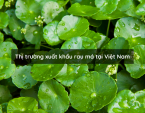 Thị trường xuất khẩu rau má tại Việt Nam Thị trường xuất khẩu rau má tại Việt Nam