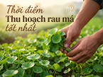 Thời điểm thu hoạch rau má tốt nhất là lúc nào? Hướng dẫn chi tiết