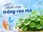 Thời vụ trồng rau má: Đâu là thời điểm lý tưởng?
