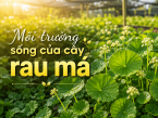 Tìm hiểu môi trường sống của cây rau má: Điều kiện sinh trưởng và giá trị trong tự nhiên
