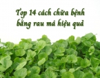 Top 14 cách chữa bệnh bằng rau má hiệu quả Top 14 cách chữa bệnh bằng rau má hiệu quả