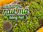 Trồng rau má bằng hạt: Hướng dẫn chi tiết từ A–Z