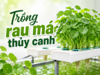 Trồng rau má thủy canh: Hướng dẫn chi tiết từ A-Z cho năng suất cao