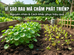 Vì sao rau má chậm phát triển? Nguyên nhân và cách khắc phục hiệu quả
